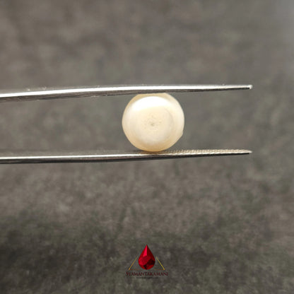 Natural Freshwater Pearl Cultured 7.30 Carats Untreated AA Quality The Imperial Dome