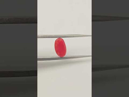 Natural Red Coral 2.05 Carat Untreated A+ Quality From Italy The Crimson Meridian