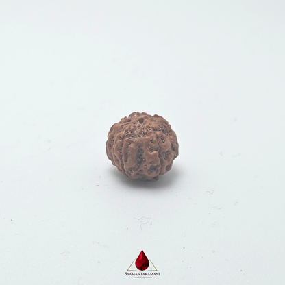 Natural Panchamukhi Rudraksha The Divine Shield