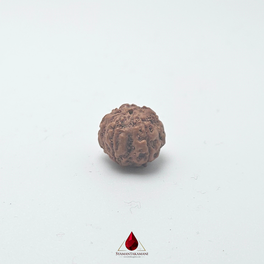 Natural Panchamukhi Rudraksha The Divine Shield