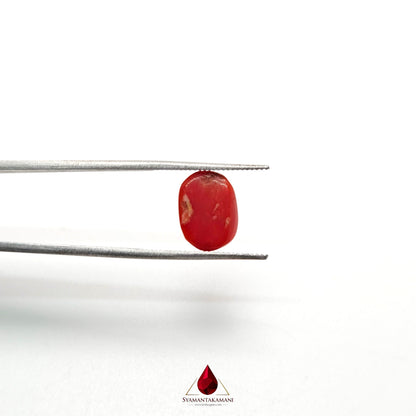 Natural Red Coral 3.51 Carat Untreated AA Quality From Italy