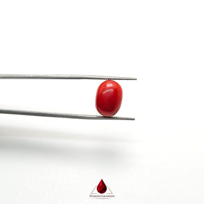 Natural Red Coral 3.51 Carat Untreated AA Quality From Italy