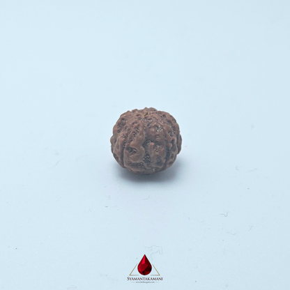 Natural Panchamukhi Rudraksha The Divine Shield