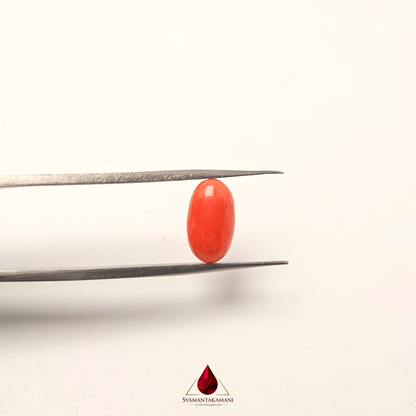 Natural Red Coral 3.10 Carat Untreated A+ Quality From Italy The Vermillion Vessel