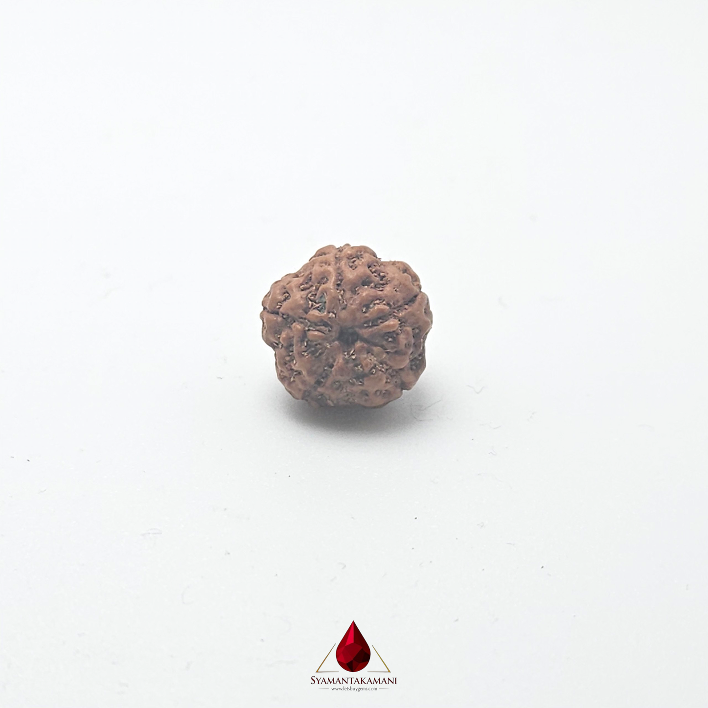 Natural Panchamukhi Rudraksha The Divine Shield