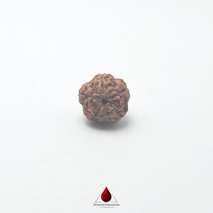Natural Panchamukhi Rudraksha The Divine Shield